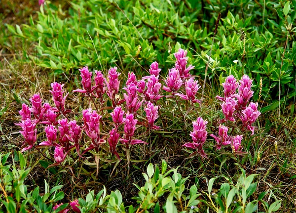 Çukotka Tundra Castillo çiçekler. — Stok fotoğraf