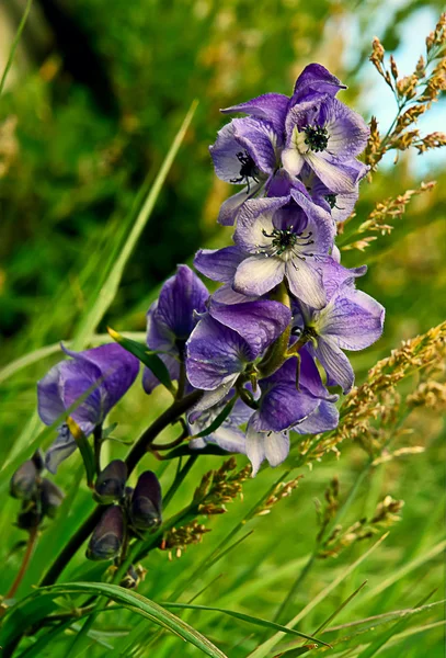 Junggar aconite. — Stock Photo, Image