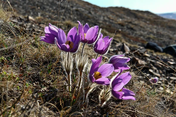 Vårblommor i tundran i chukotka. Pulsatilla vulgaris — Stockfoto