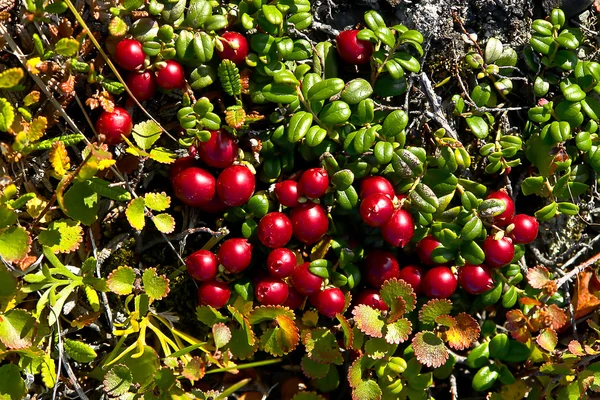 Червоні, стиглі ягоди ожина в осінній тундрі . — стокове фото