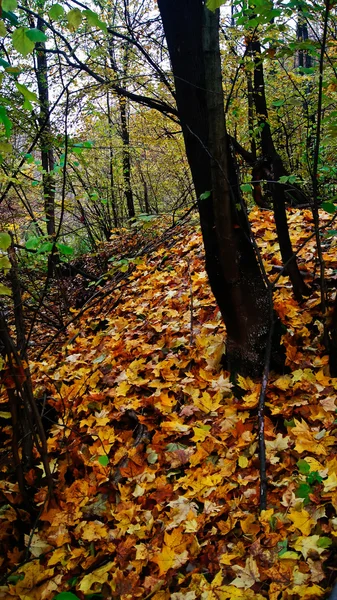 Folhas de outono caídas na floresta . — Fotografia de Stock