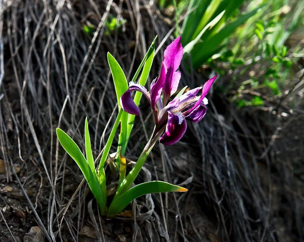 V horách divoká iris kvete. Kosatec bahenní. — Stock fotografie