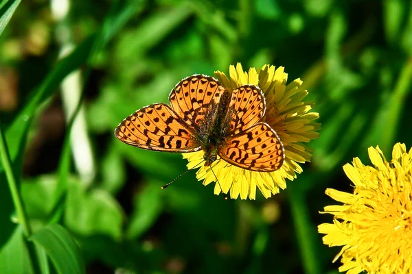 Farfalla su un fiore un dente di leone . — Foto Stock