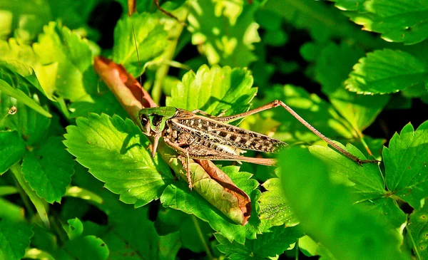 Les sauterelles mangent les feuilles vertes des plantes . — Photo