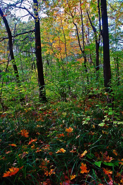 Otoño bosque gotas hojas . —  Fotos de Stock