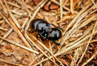 ormandaki böcekleri meşgul üremek içinde.