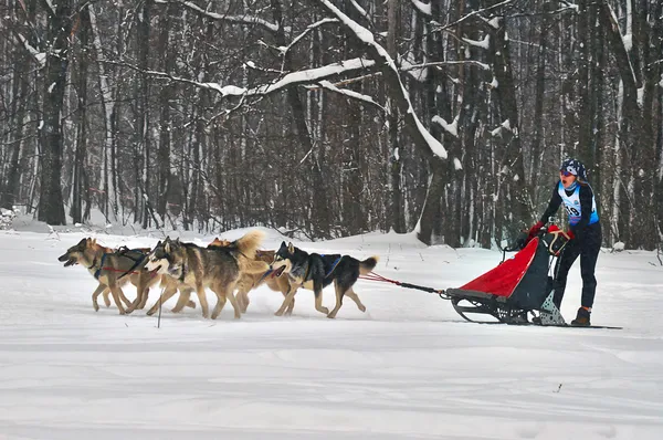 Dogsled - camiones antiguos norte de Aborigina . — Foto de Stock