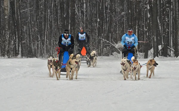 Dogsled - camion vintage nord aborigeno diventa ora il spo — Foto Stock