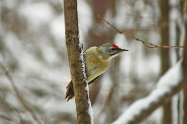 Green woodpecker . clipart