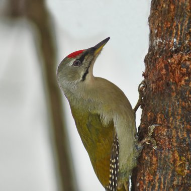 Yeşil ağaçkakan .