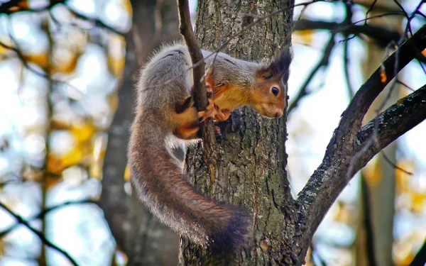 Squirrel на ветке дерева. — стоковое фото