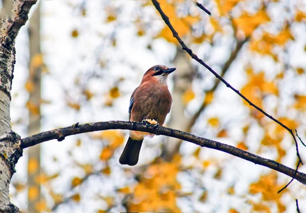 Wilde vogels jay op een tak. — Stockfoto