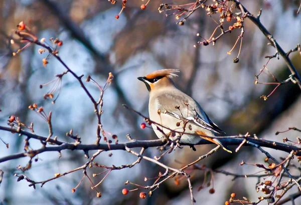 Άγριο πτηνό waxwing. — Φωτογραφία Αρχείου