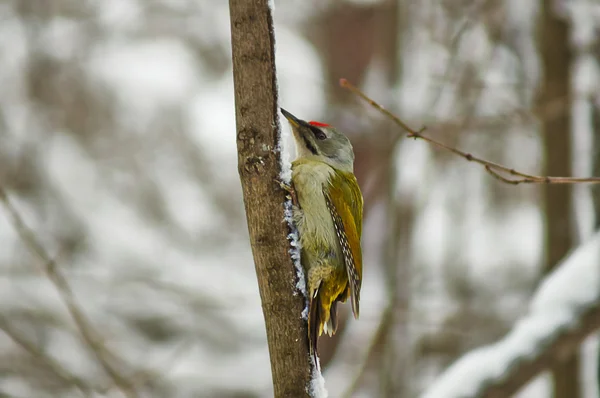 Green woodpecker . — Stock Photo, Image