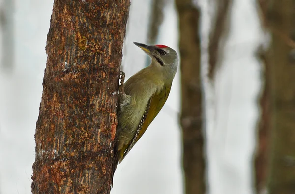 Picchio verde  . — Foto Stock