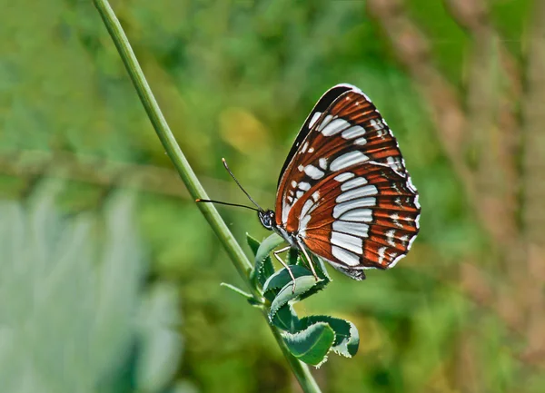 Butterfly met kleurrijke vleugels. — Stockfoto