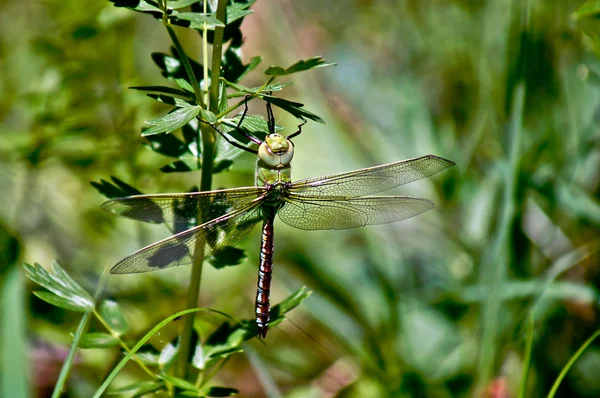 Green dragonfly resting in the grass . — Stock Photo, Image