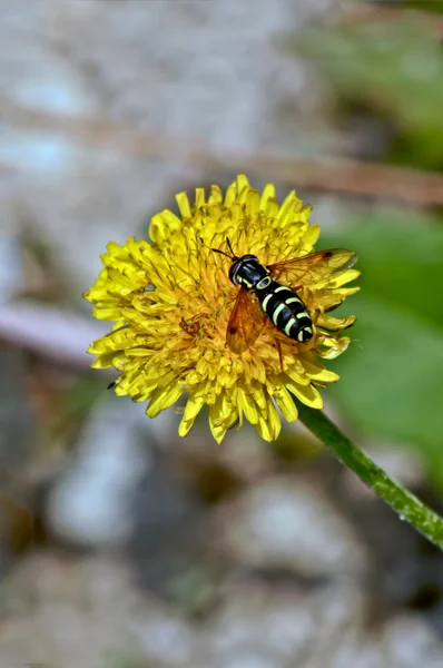 Coloring like insect wasp protects. — Stock Photo, Image