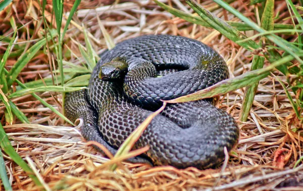 Giftige zwarte adder. — Stockfoto