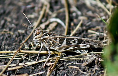 Çekirge üzerinde bir çayır çim.