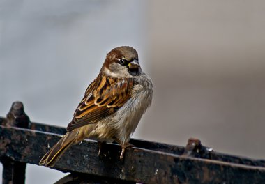 Serçe - şehir parkları sakini.