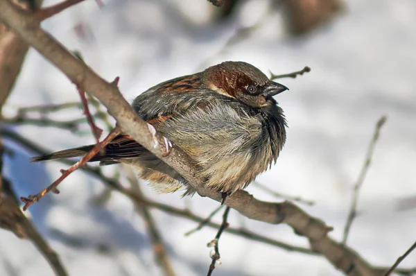 Sparrow - een inwoner van de stadsparken. — Stockfoto