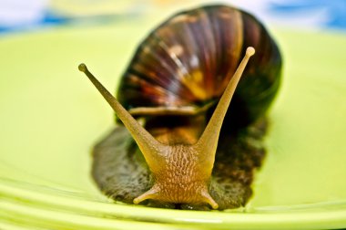 achatina salyangoz.