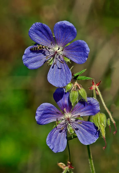 Blommor av vilda geranium lisno. — Stock fotografie