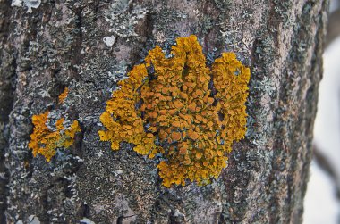 ormandaki bir ağaç gövdesi üzerinde yosun.