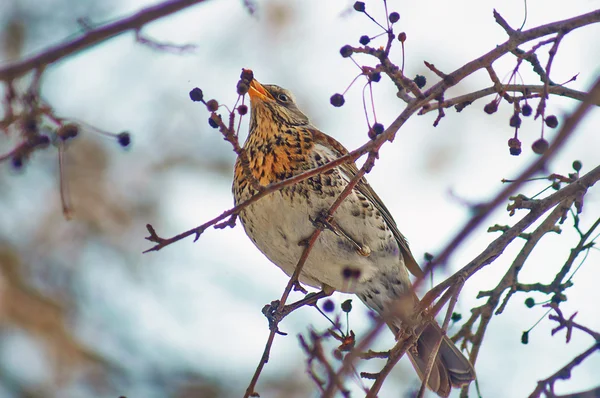 Mavis frisst Früchte von Obstbaum. — Stockfoto