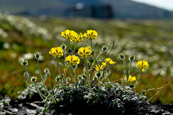 Arctic Chukotka. Flowers in the  tundra. — Stock Photo, Image