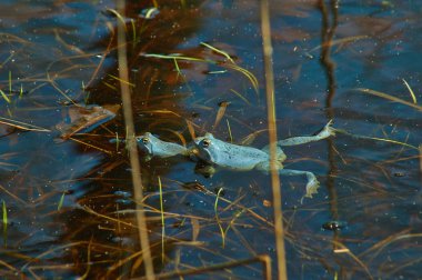 Mavi kurbağa havuz yetiştiriciliği meşgul.