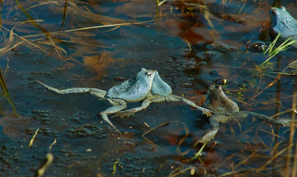 Sapo azul reprodução ocupada  . — Fotografia de Stock