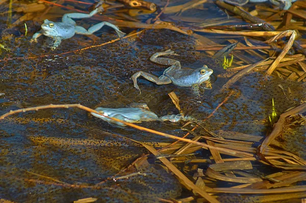 Zaneprázdněný breedingl modrá žába. — Stock fotografie