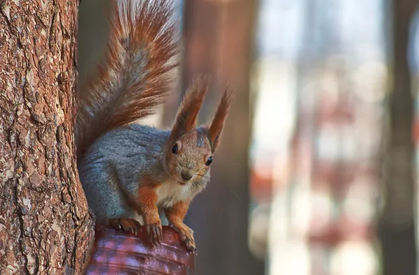 Esquilo em uma floresta de pinheiro . — Fotografia de Stock