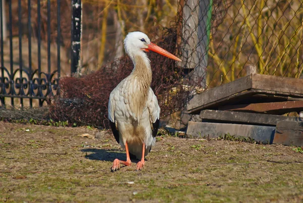 コウノトリ. — ストック写真