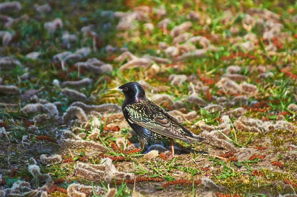 Starling buscando comida . —  Fotos de Stock