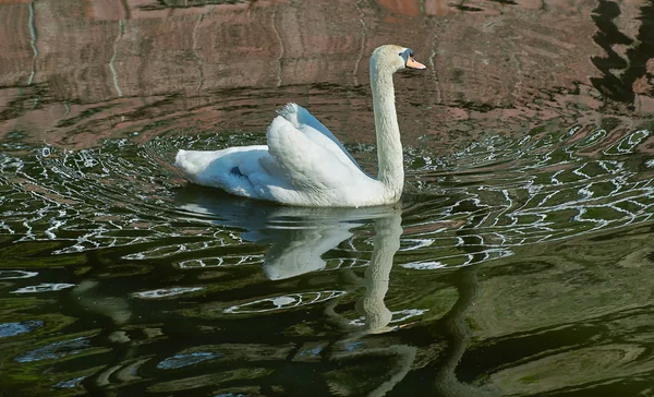 Cisne blanco . — Foto de Stock