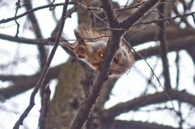 Bahar orman ağaçta sincap.