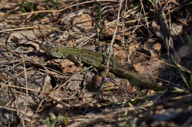 bahar güneş yeşil kertenkele.
