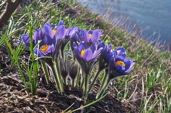 Relva do sono. flores vento-flor (Pulsatilla patens ). — Fotografia de Stock