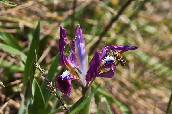 Blommor Sibirisk iris (iris sibirica). — Stockfoto