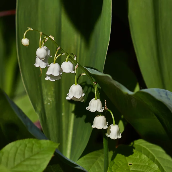 Convallaria majalis — Zdjęcie stockowe