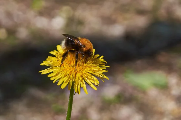 Bumblebee eats pollen on a flower . — Stock Photo, Image