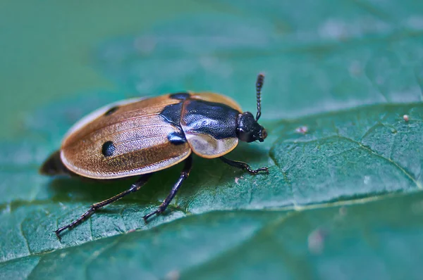 Forest beetle. — Stock Photo, Image