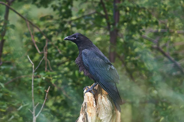 Corvos negros . — Fotografia de Stock