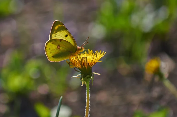 Butterfly  on a wild flower. — Stock Photo, Image