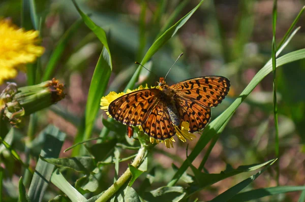 Vlinder aan een wild-flower. — Stockfoto