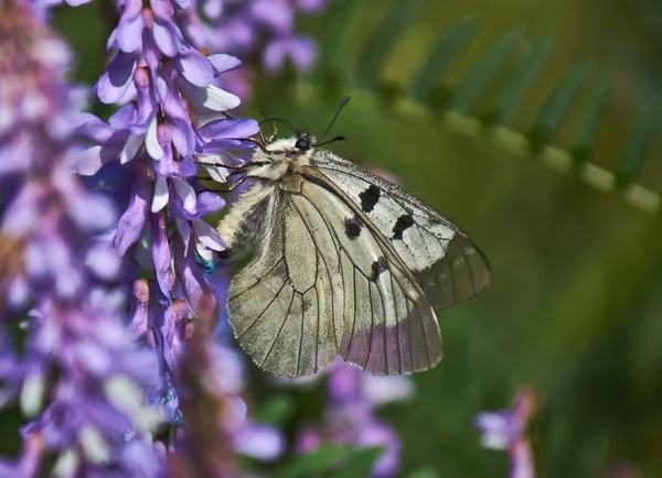 Motýl parnassius mnemosyne. — Stock fotografie