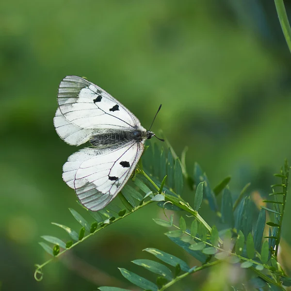 Borboleta Parnassius Mnemosyne  . — Fotografia de Stock